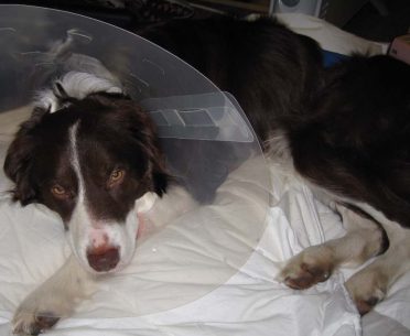 A sick Border Collie wearing a cone while resting