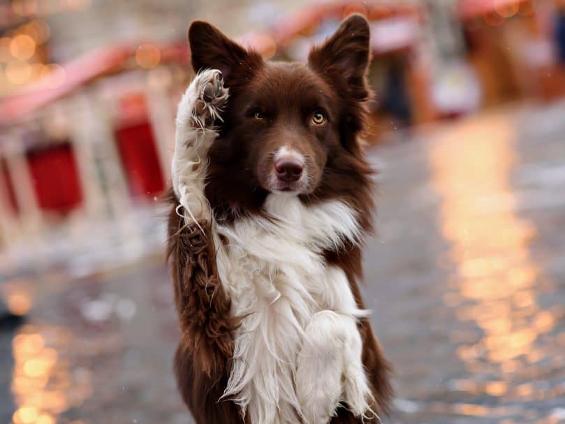 A brown and white Border Collie standing with one paw up