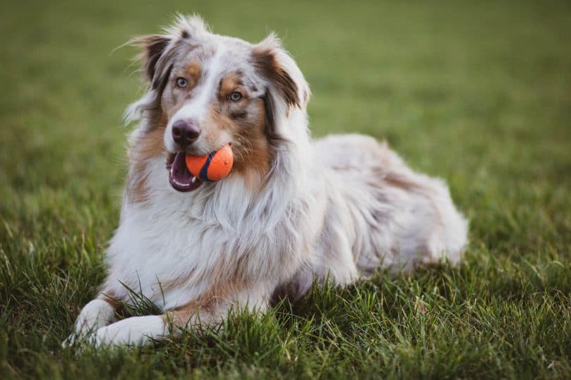 A photo of a Border Aussie laying on the grass with a ball in its mouth