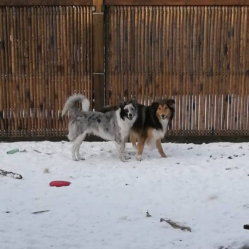 A merle Border Collie and a tricolor Rough Collie walking on snow