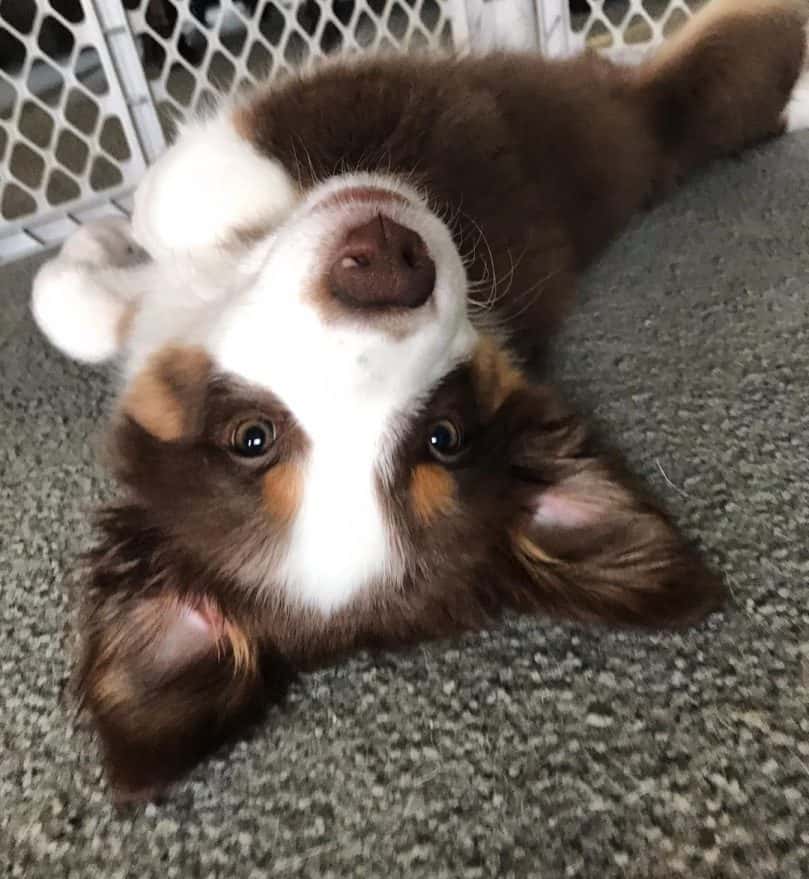 a funny and cute-looking Border Aussie puppy