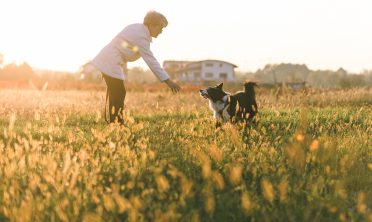 Border Collie being called by its owner