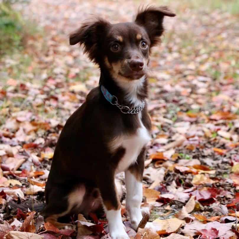 a chocolate and white Border Chigi