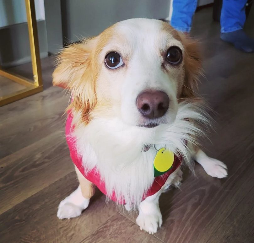 Border Collie Corgi mix puppy price