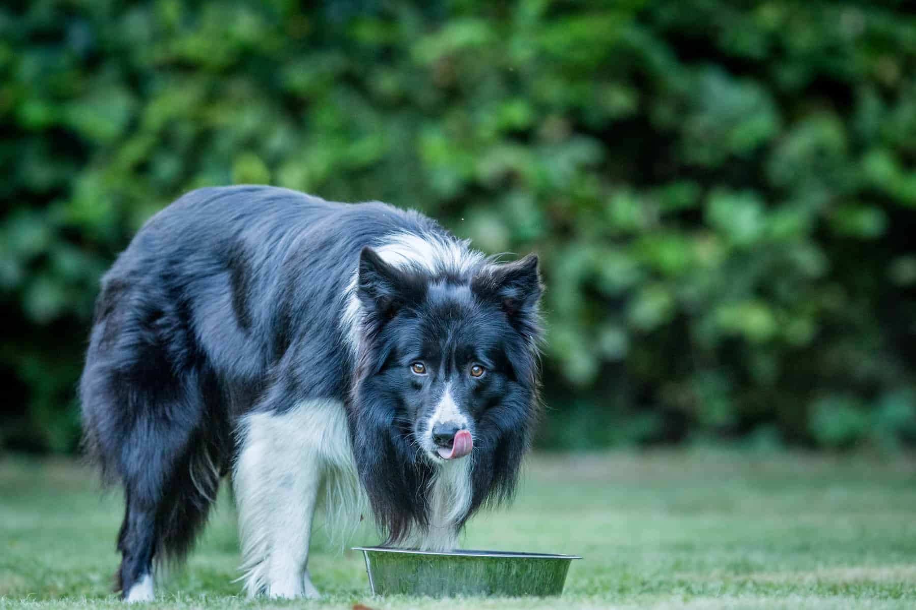 Border Collie eating dog food