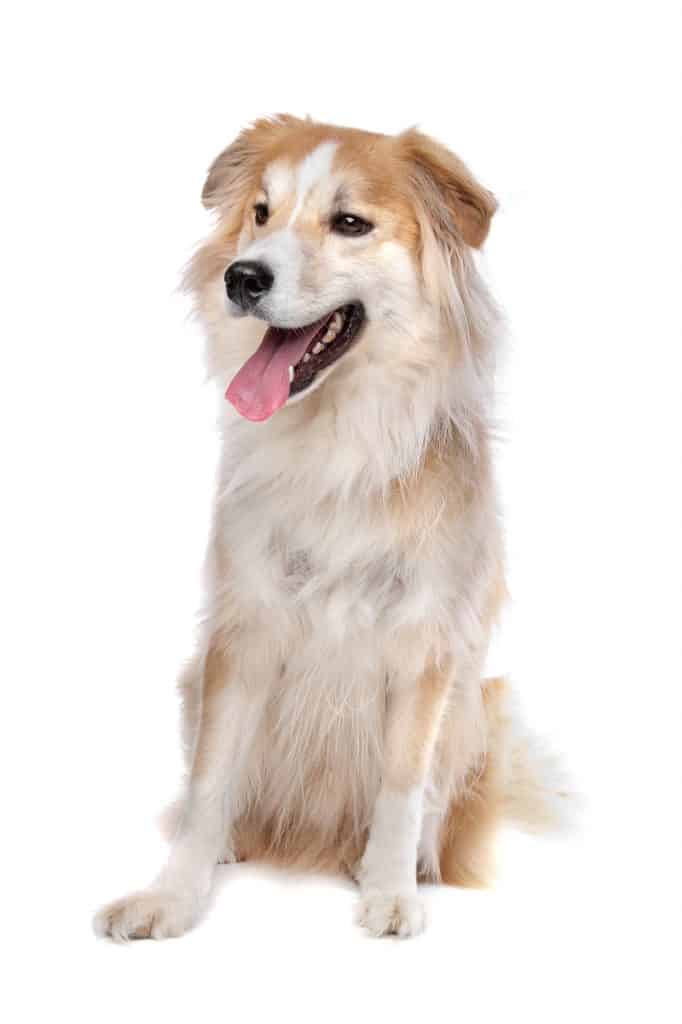 Border Collie Golden Retriever mix on a white background