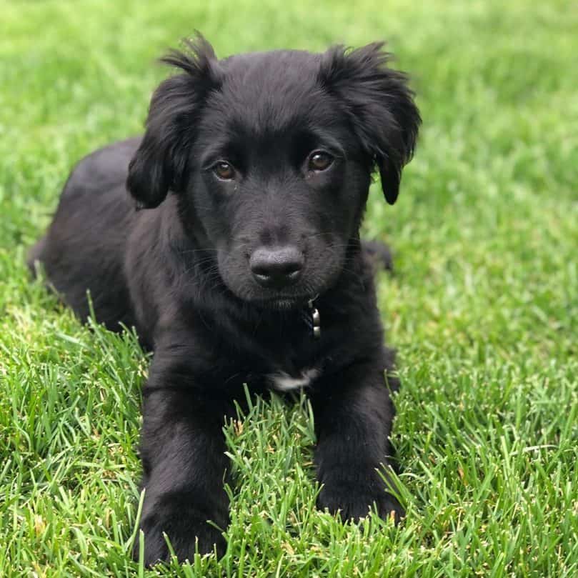 a Border Collie Golden Retriever puppy on the grass