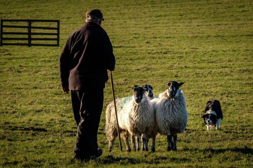Border Collie herding sheep