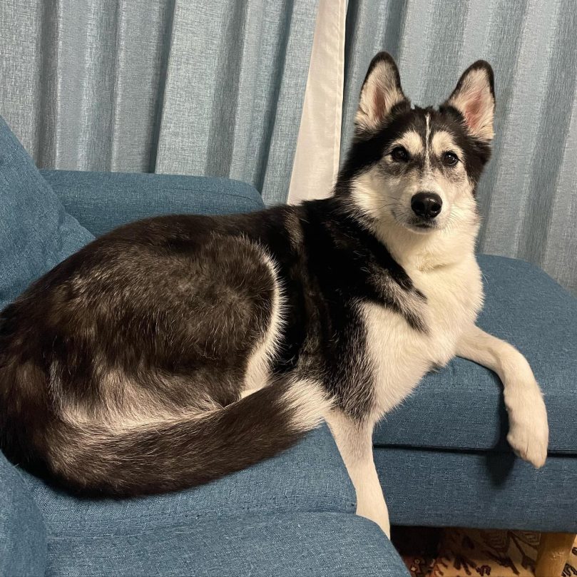 Border Collie Husky lifespan