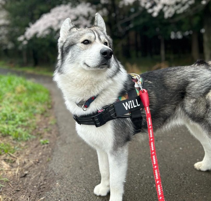 Border Collie Husky mix