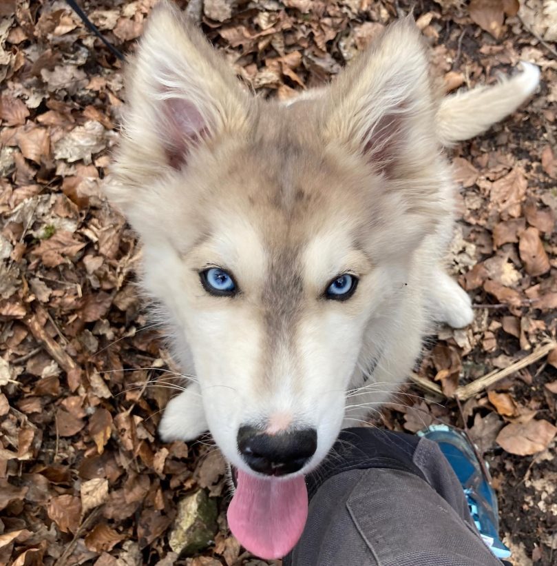 Border Collie Husky mix puppy price