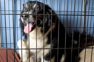 An adult Border Collie that's comfortable in a crate or cage with pillows/dog beds