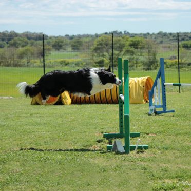 Border Collie jumping on a hurdle in an agility ring