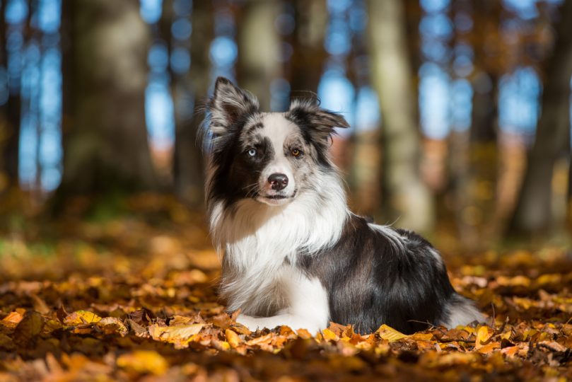Border Collie names by color