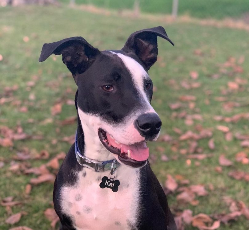 Border Collie Pit mix adoption