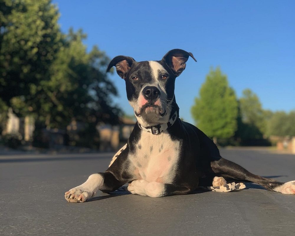 border-collie-pit-mix