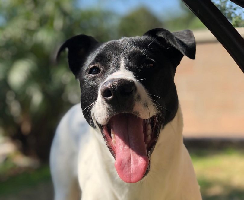 Border Pit Temperament