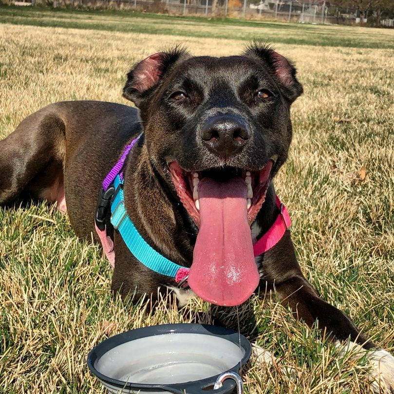 Border Collie Pit Food Requirements