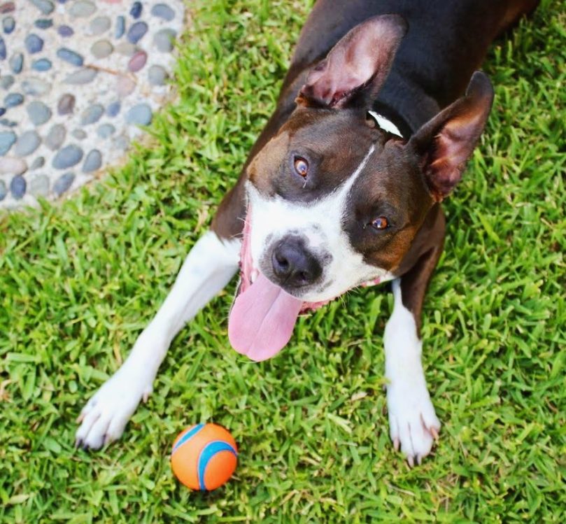 Border Collie Pitbull mix exercise needs