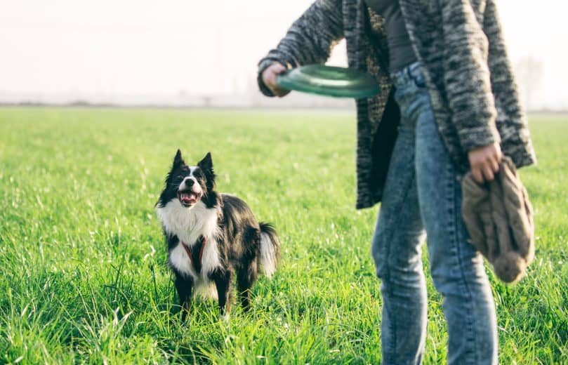 A Border Collie plays with owner by catching the disc she's throwing
