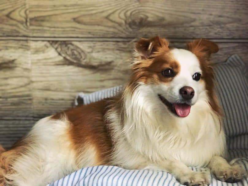 a fluffy Border Collie Pomeranian mix