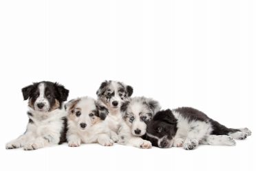 Group of five border collie puppies in front of a white background
