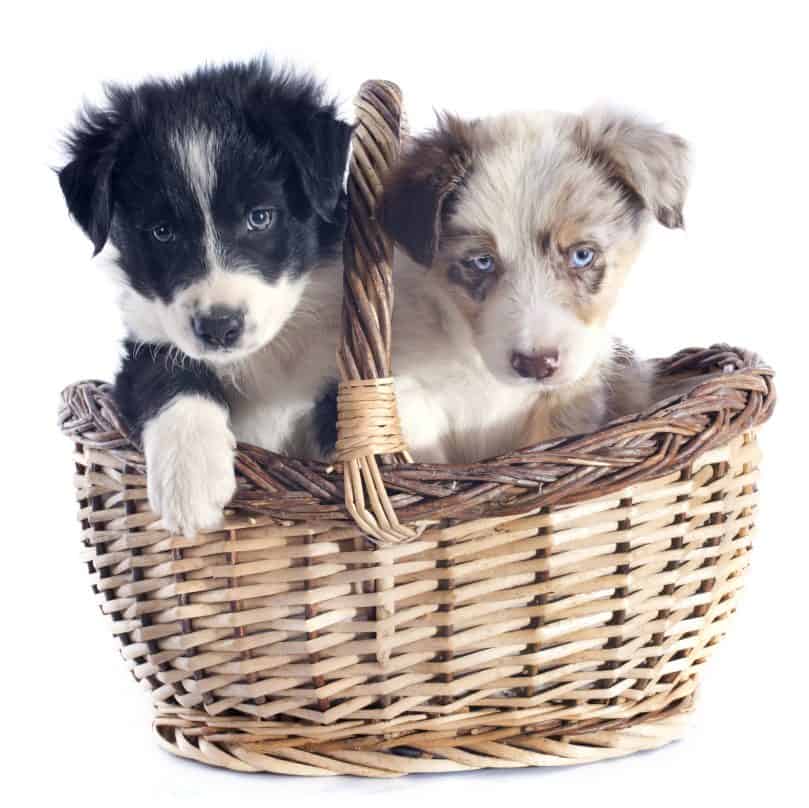 Different colored Border Collie puppies for sale in a basket