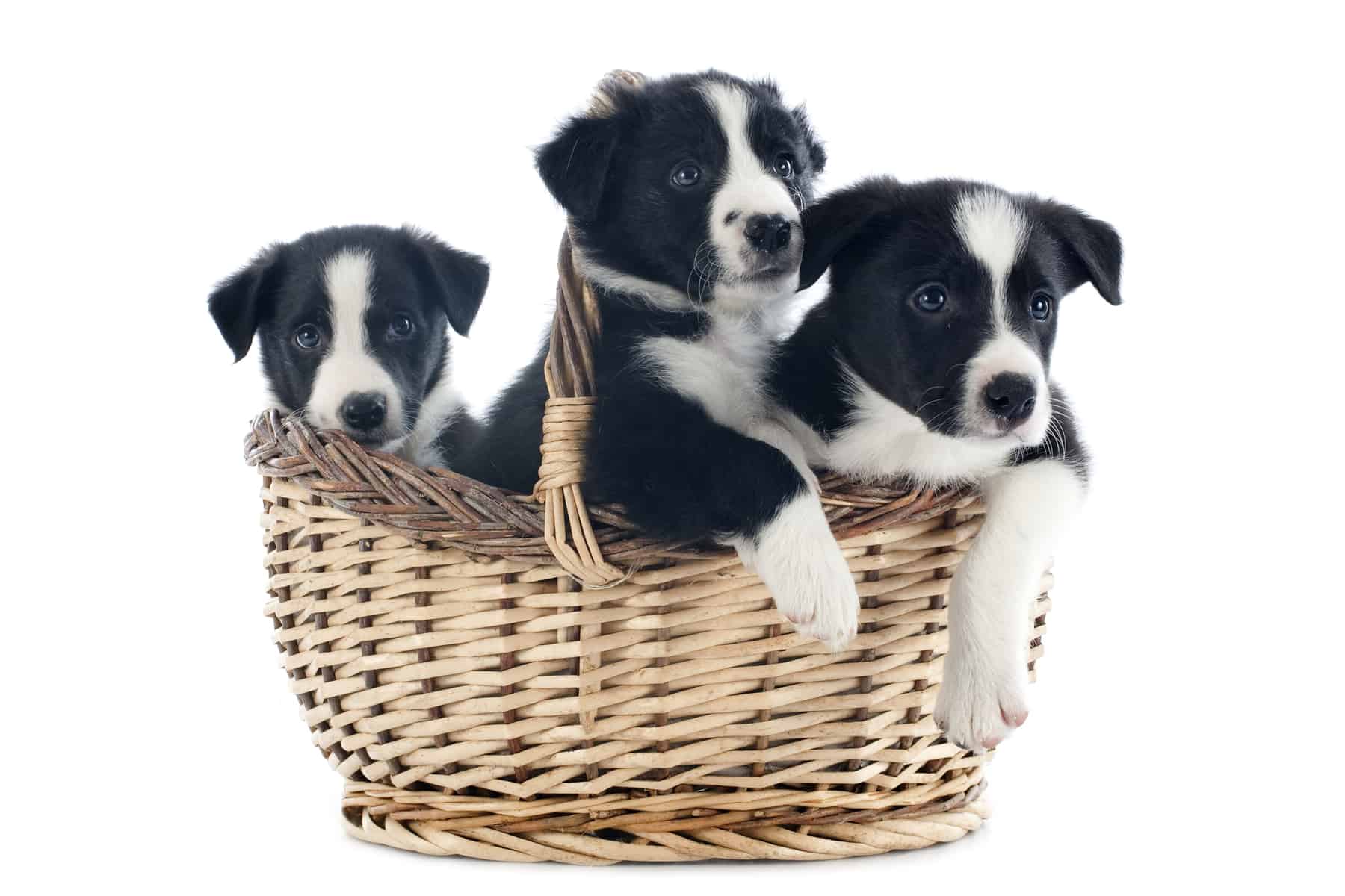 Border Collie puppies in a basket