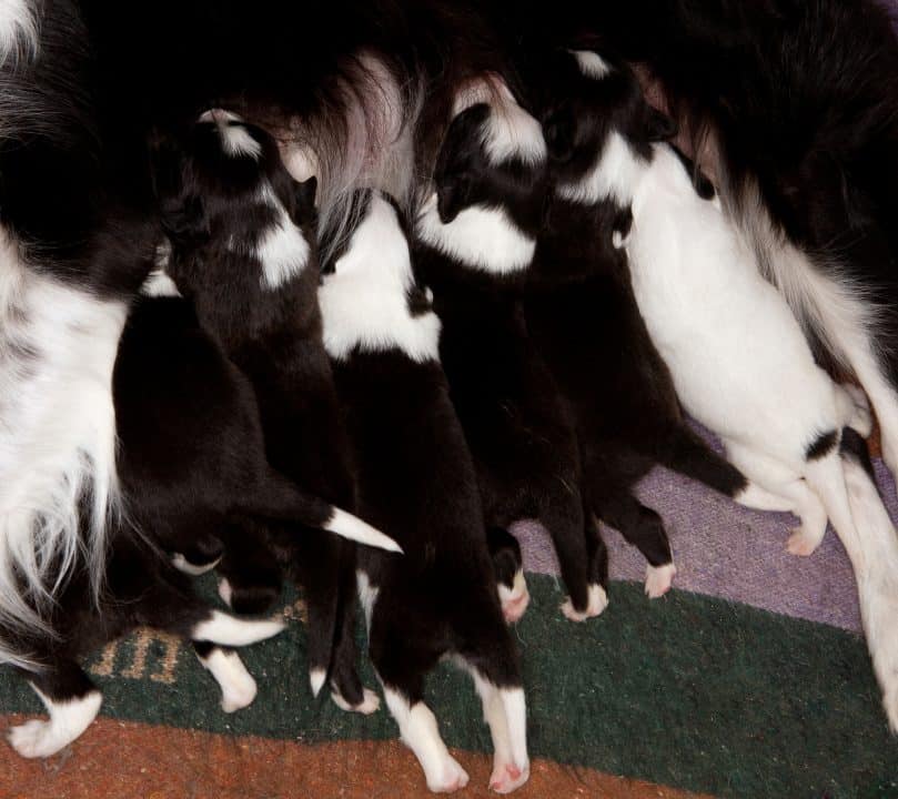 Border Collie puppies nursing, not yet showing whether they're rough or smooth-coated