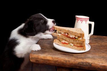 A Border Collie puppy trying to steal a sandwich from a table