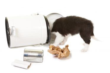 naughty Border Collie puppy playing with garbage