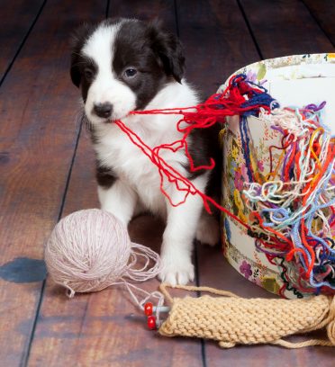 Little Border Collie pup making a mess of balls of wool