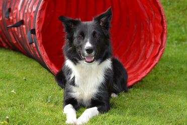 A black and white Border Collie sitting on the grass.