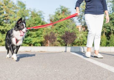 Border Collie walking at the side of its owner