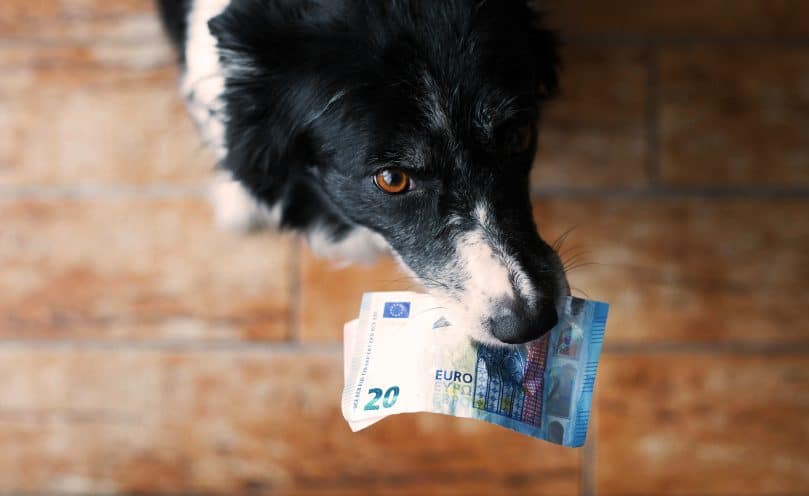 Black and white Border Collie holding money