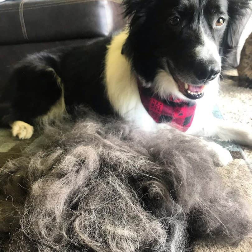 A picture of a Border Collie with its hair after a deshedding brush