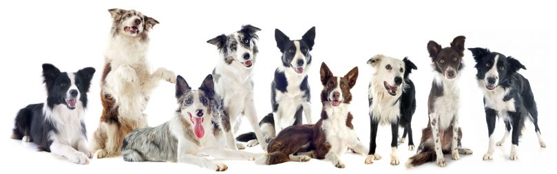 a portrait of Border Collies with different colors, markings, and patterns