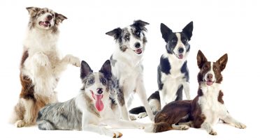 Rough-coated and smooth-coated Border Collies