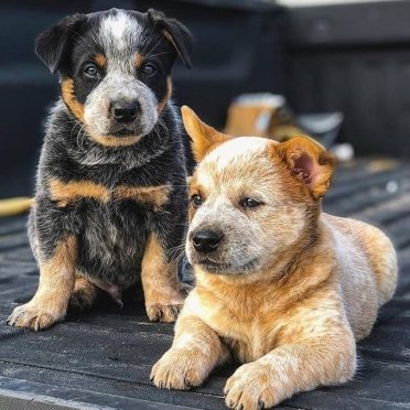 two Border Heeler puppies with different-colored coats