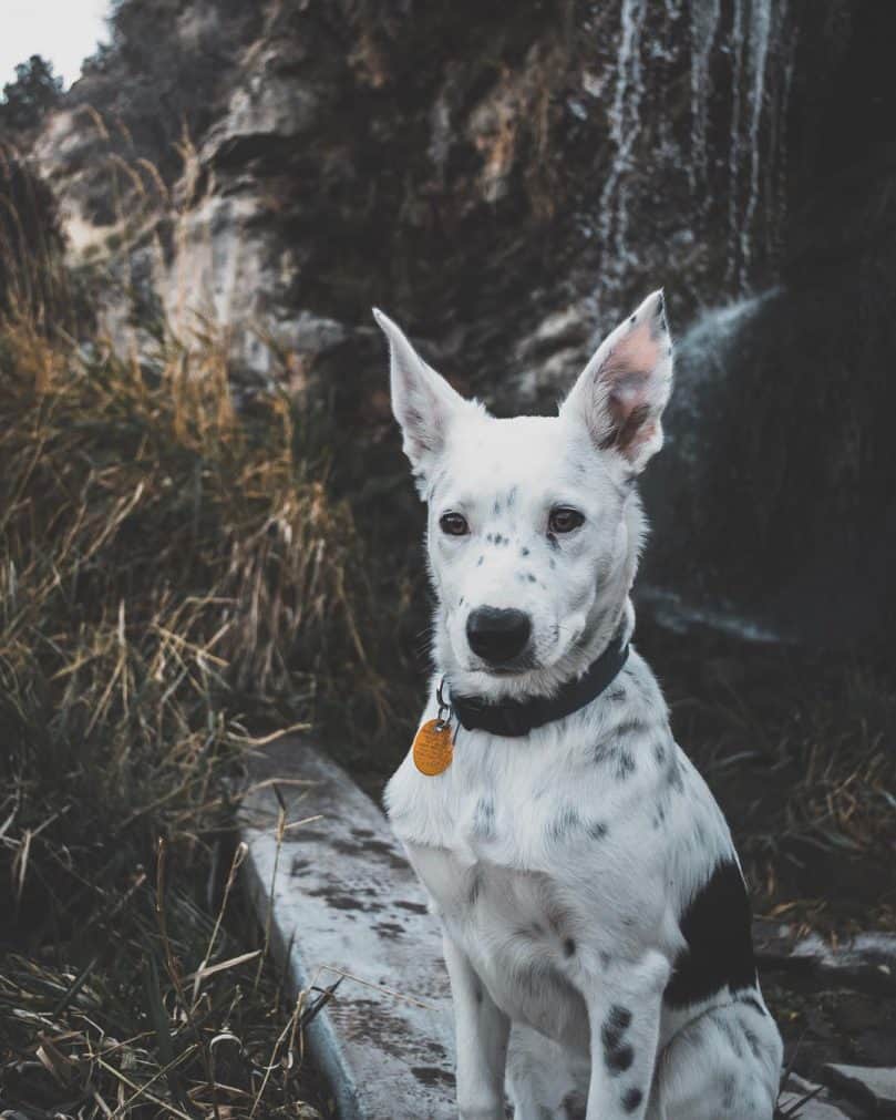 Border Heeler with collar spending time outdoors