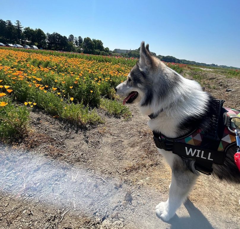 Border Husky exercise needs