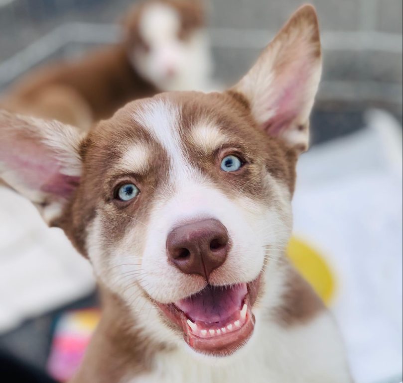 Border Husky Temperament