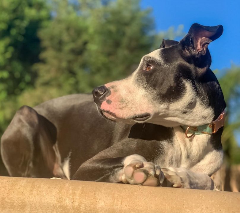 Border Pit Health Issues