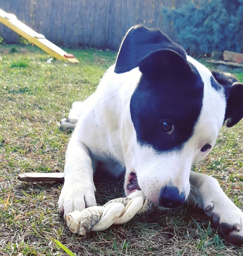 Border Collie Pit mix training and socialization