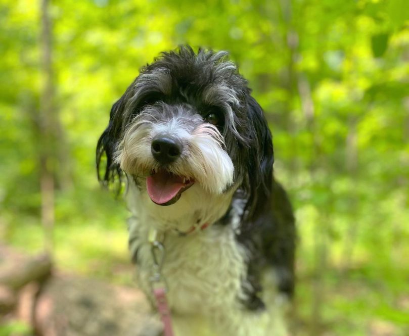 Bordoodle appearance