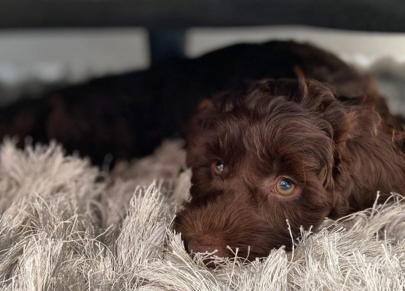 Bordoodle Health Issues