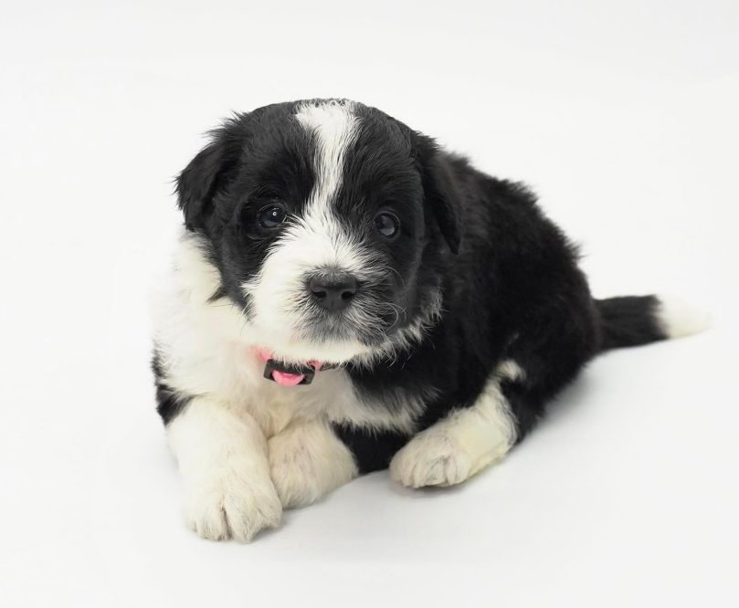 Bordoodle puppy