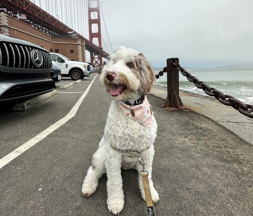 Bordoodle Temperament