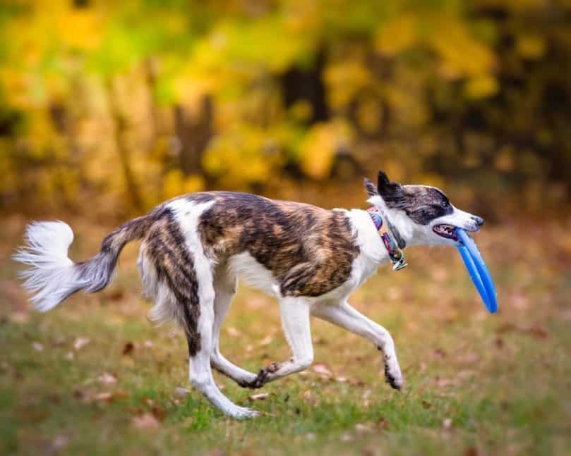 a brindle Border Collie running with a ring during playtime or training