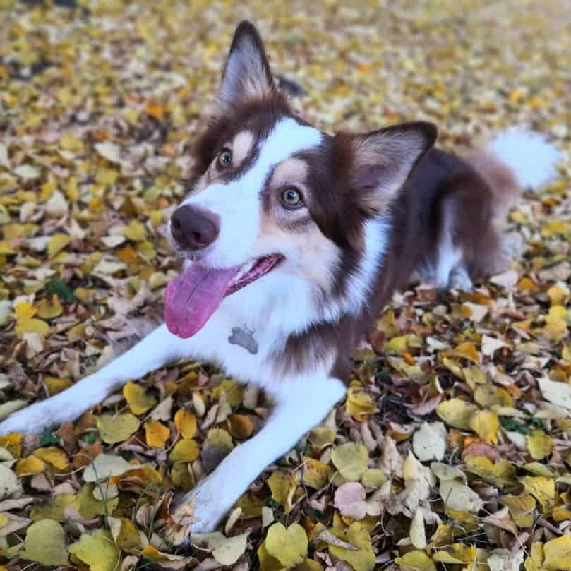 a brown tricolor Border Collie laying on fallen leaves